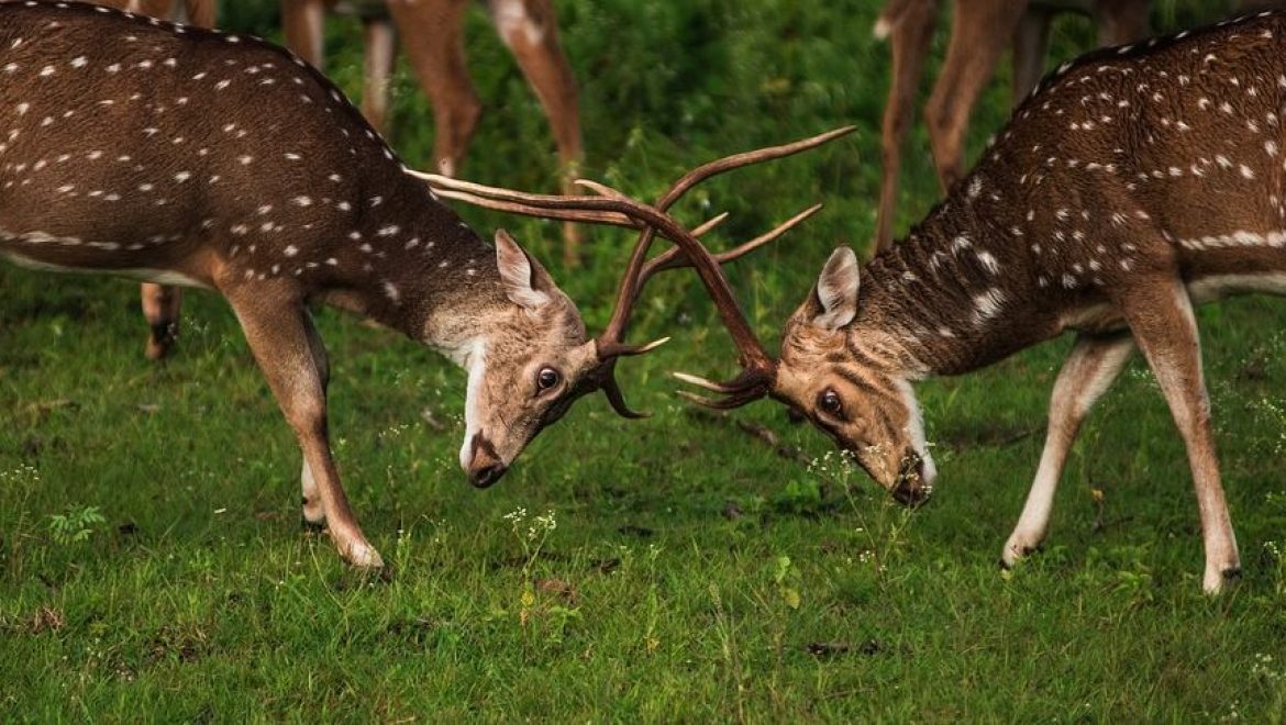 גישור יזמי – גישור מייסדים – גישור עסקי – Founders Mediation